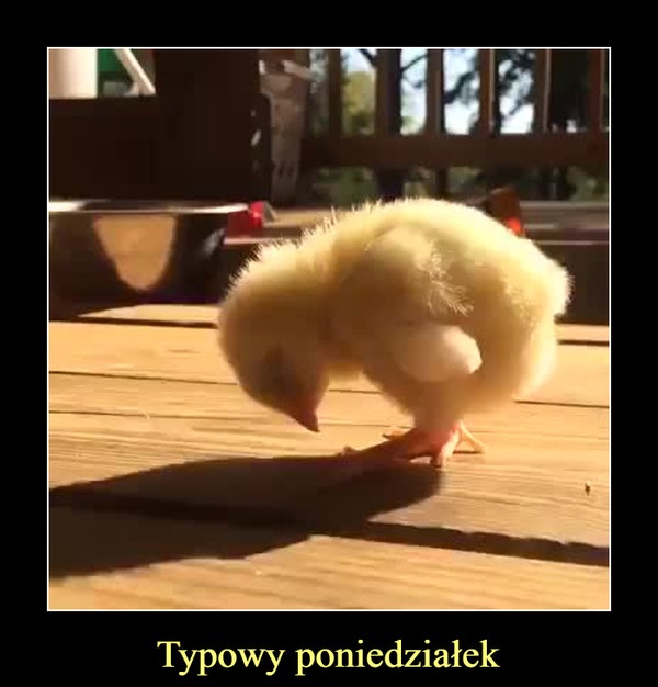 Smutny kurczak w poniedziałek